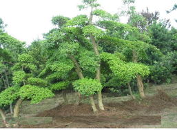 蘇州花木,花木市場(chǎng),花木批發(fā),優(yōu)質(zhì)花木