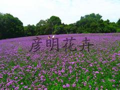 濰坊口碑好的柳葉馬鞭草廠家直銷:貴州柳葉馬鞭草圖片|濰坊口碑好的柳葉馬鞭草廠家直銷:貴州柳葉馬鞭草產(chǎn)品圖片由青州市彥明花卉苗木種植專業(yè)合作社公司生產(chǎn)提供-